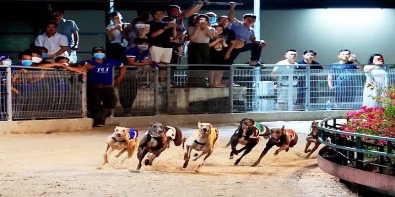 Đua chó Vũng Tàu - Môn thể thao giải trí lành mạnh tại XO88 2 Các hình thức cá cược đua chó Vũng Tàu tại XO88