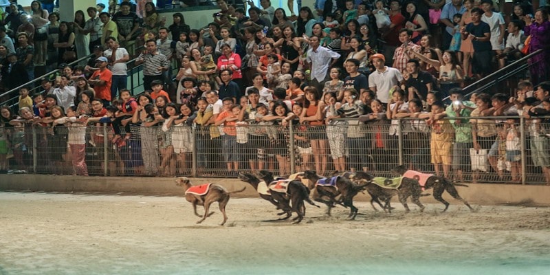Đua chó Vũng Tàu - Môn thể thao giải trí lành mạnh tại XO88 1 Giới thiệu chung về sự kiện đua chó Vũng Tàu