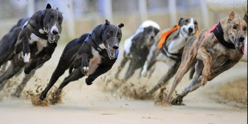 Cá cược đua chó Dubai - trò chơi giải trí độc đáo tại XO88 1 Giới thiệu đua chó Dubai