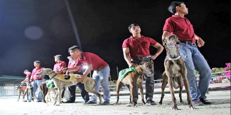 Đua chó Vũng Tàu - Môn thể thao giải trí lành mạnh tại XO88 3 Kinh nghiệm chơi cá cược đua chó Vũng Tàu tại XO88