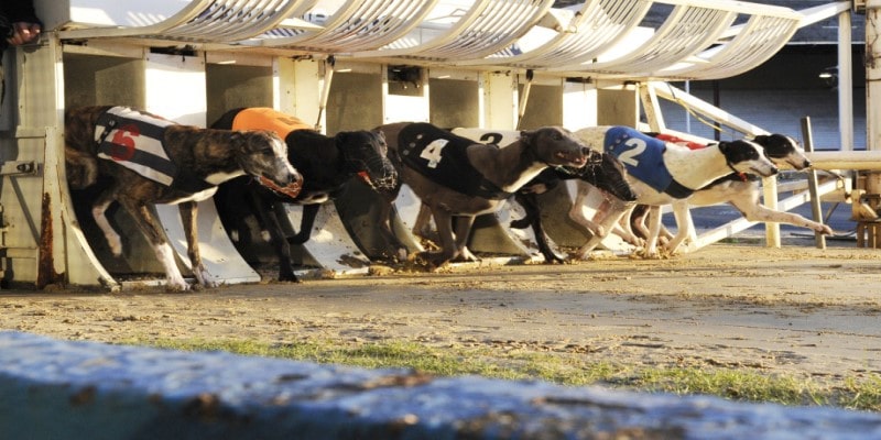 Cá cược đua chó Greyhound XO88 - Game cho phái mạnh 3 Một vài loại hình cá cược đua chó Greyhound phổ biến trên website XO88