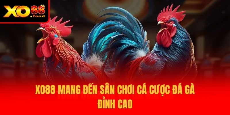 XO88 11 XO88 mang đến sân chơi cá cược đá gà đỉnh cao